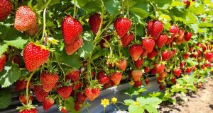 Non fare questo errore a luglio: ecco come ottenere fragole XXL nel tuo giardino!