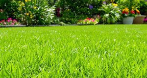 Non fare questo errore con il tuo prato: scopri il segreto per risparmiare acqua e avere un giardino rigoglioso!
