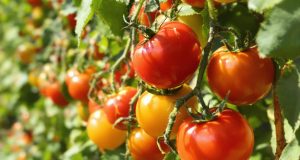 Perché le tue pomodori si spaccano, induriscono o mancano di sapore? Ecco come rimediare!