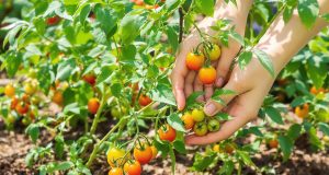 Rivoluziona la tua raccolta di pomodorini: ecco come una semplice potatura e un pacciamatura spessa possono fare la differenza!