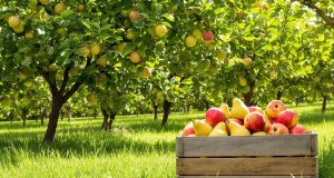 Scopri 3 strategie sorprendenti per raccogliere mele e pere senza stress idrico quest’estate