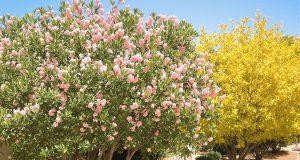 Scopri 7 alberi resistenti alla siccità per un giardino sostenibile e sorprendente!