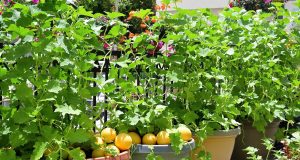 Scopri come coltivare meloni in vaso sul balcone: 5 segreti da non perdere!