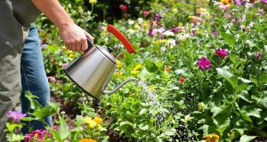 Scopri come diserbare il tuo giardino senza chimici: il segreto della bollente acqua!