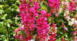Scopri come far fiorire i fucsia senza sprechi: i segreti per un’estate di colori vibranti!