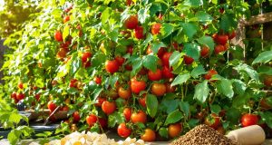 Scopri come ho rivoluzionato le mie piante di pomodoro con un fertilizzante naturale: non crederai ai risultati!