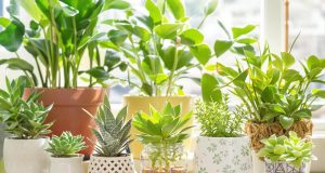 Scopri come i tappi di sughero possono rivoluzionare il drenaggio delle tue piante d’interno!