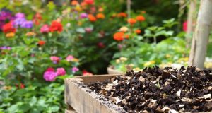 Scopri come i tuoi scarti alimentari possono trasformare il tuo giardino: 5 motivi per iniziare a compostare oggi!