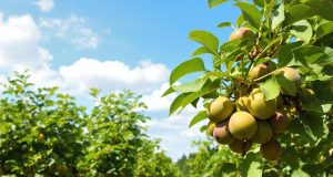 Scopri come il fico resiste alla siccità: un frutto sorprendente per il tuo orto quest’estate!