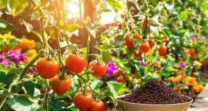 Scopri come il tuo marc de caffè può far fiorire le tue pomodori come mai prima d’ora!
