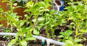 Scopri come installare un sistema di irrigazione a goccia low-cost: risparmia acqua e denaro!