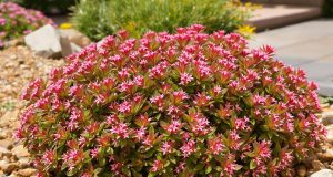 Scopri come la Sedum spurium fiorisce senza acqua anche sotto il sole cocente: ecco il segreto!
