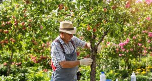 Scopri come moltiplicare i tuoi alberi da frutto senza fatica: la mia tecnica per innestare pesche e ciliegie!