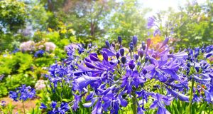 Scopri come ottenere un’esplosione di fiori e agapanthi senza fertilizzanti: il segreto dell’irrigazione perfetta!