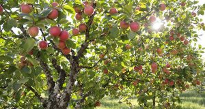 Scopri come potenziare la tua raccolta di frutta a luglio con un gesto semplice che riduce l’irrigazione!