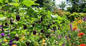 Scopri come proteggere i tuoi ortaggi estivi senza pesticidi: 5 strategie naturali che funzionano!