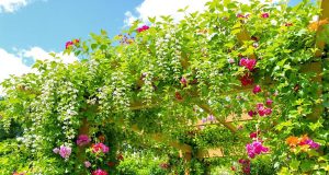 Scopri come questa pianta rampicante ha trasformato la mia pergola in un paradiso profumato!