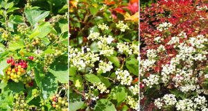 Scopri i 3 arbusti commestibili da piantare nel tuo giardino per un mix irresistibile di bellezza e sapore!