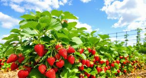 Scopri i 5 segreti per prolungare la raccolta delle fragole in estate e stupire il tuo palato!