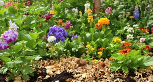 Scopri il compostaggio di superficie: il segreto che ogni giardiniere deve conoscere!
