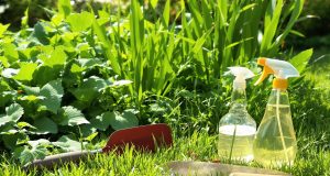 Scopri il metodo infallibile per eliminare le erbacce dal tuo prato in modo naturale!