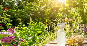 Scopri il potere del vinaigre bianco: il diserbante ecologico che elimina le erbacce in un colpo solo!