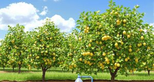 Scopri il segreto che triplica la tua raccolta di pere anche in estate, non crederai ai tuoi occhi!