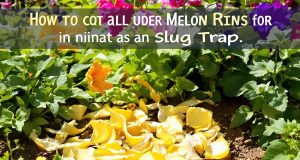 Scopri il segreto del melone: come sbarazzarti delle lumache in modo naturale!