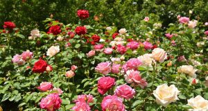 Scopri il segreto della polvere d’ossa: l’ingrediente dimenticato che trasforma i tuoi roseti!