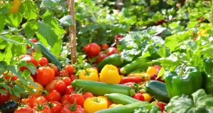 Scopri il segreto dimenticato che ha raddoppiato le mie raccolte di frutta e verdura: fallo subito!