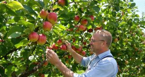 Scopri il segreto per 20 kg di mele senza annaffiare: il gesto che cambia tutto!