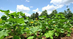 Scopri il segreto per avere courgette da record: 5 trucchi infallibili per un raccolto straordinario!
