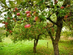 Scopri il segreto per avere mele perfette a luglio: addio insetti e frutti danneggiati!