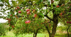 Scopri il segreto per avere mele perfette a luglio: addio insetti e frutti danneggiati!