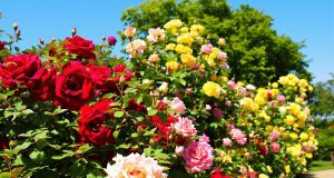Scopri il segreto per mantenere i tuoi roseti splendenti fino all’autunno: 7 passi da seguire!