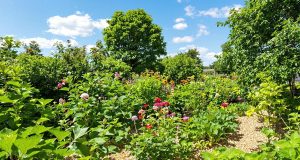 Scopri il segreto per un giardino sempre umido: 5 tecniche di pacciamatura che devi provare quest’estate!