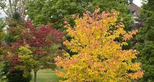 Scopri il segreto per una fioritura spettacolare: pota gli alberi al momento giusto!