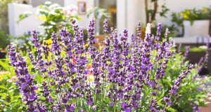 Scopri la pianta anti-mosquito da avere nel tuo giardino quest’estate: ecco perché non puoi farne a meno!