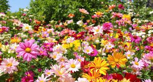 Scopri le 5 piante che fioriscono in luglio: un giardino colorato fino all’autunno!