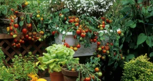Scopri le 5 piante resistenti al caldo per un balcone e giardino da sogno!