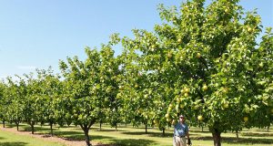 Scopri le 5 tecniche di potatura estiva per alberi da frutto che non puoi assolutamente ignorare!