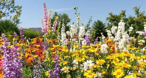Scopri le 5 varietà di fiori inaspettate da seminare a luglio per un giardino splendido a settembre!