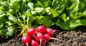 Scopri perché seminare radici e spinaci a luglio ti regalerà un raccolto sorprendente ad agosto!