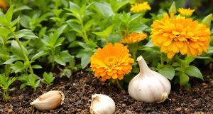 Scopri queste 3 foglie magiche per un giardino sano: il segreto della nonna che fa la differenza!