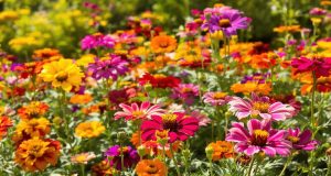 Scopri queste 5 fiori anti-canicule per un autunno splendente e sorprendente!