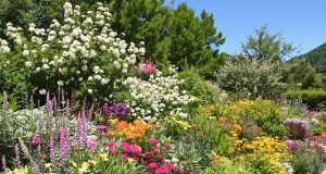 Sette piante resistenti alla siccità da piantare subito per un giardino rigoglioso!