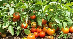 Tomate fessurate, malate o senza sapore: scopri le 3 soluzioni per un raccolto perfetto a luglio!
