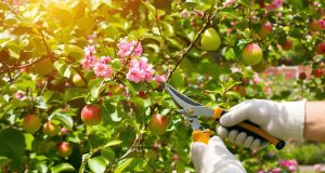10 errori da evitare nella potatura degli alberi da frutto: scopri come rimediare!