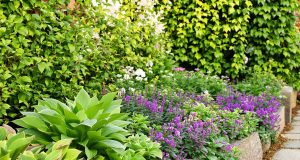 Ecco 3 piante coprisuolo che trasformeranno il tuo giardino in un’oasi senza fatica