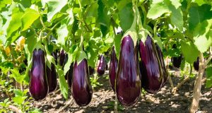 Ecco come coltivare melanzane tenere e senza amaritudine anche con il sole cocente